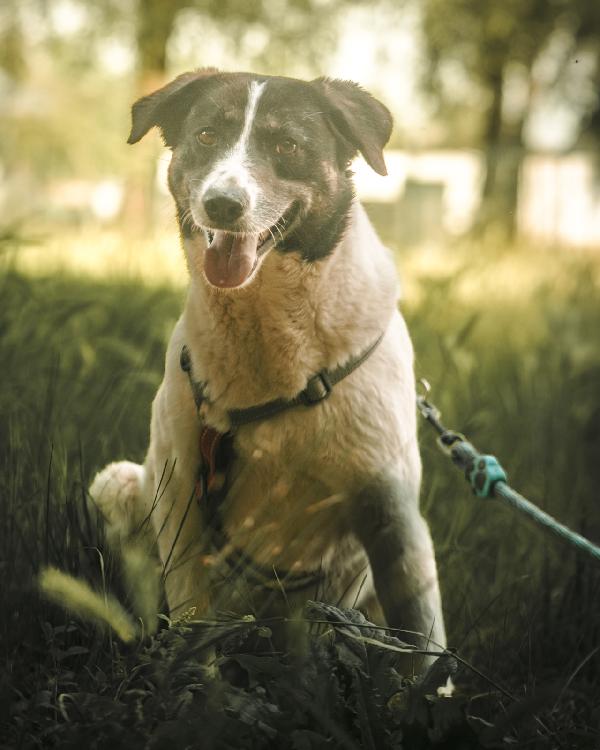 Cookie, una splendida meticcia Foto 6